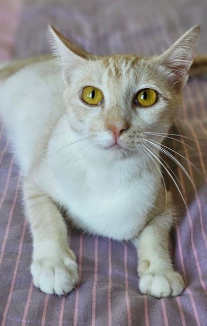 Honeycomb- Looks Siamese Mix  - Domestic Short Hair Cat