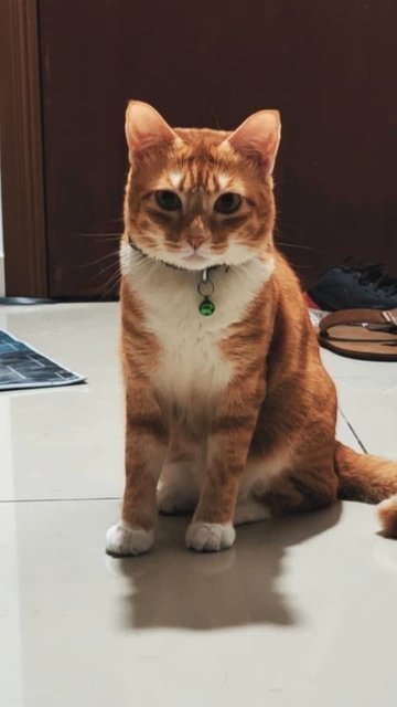 Simba - Domestic Short Hair Cat