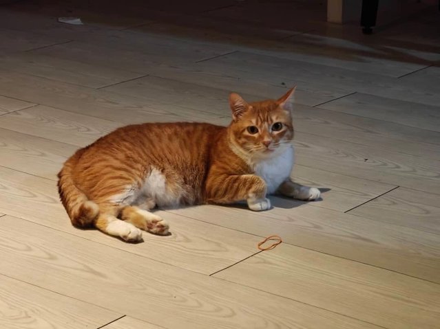 Simba - Domestic Short Hair Cat