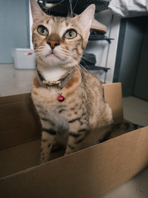 Marjorie - Bengal + Domestic Short Hair Cat