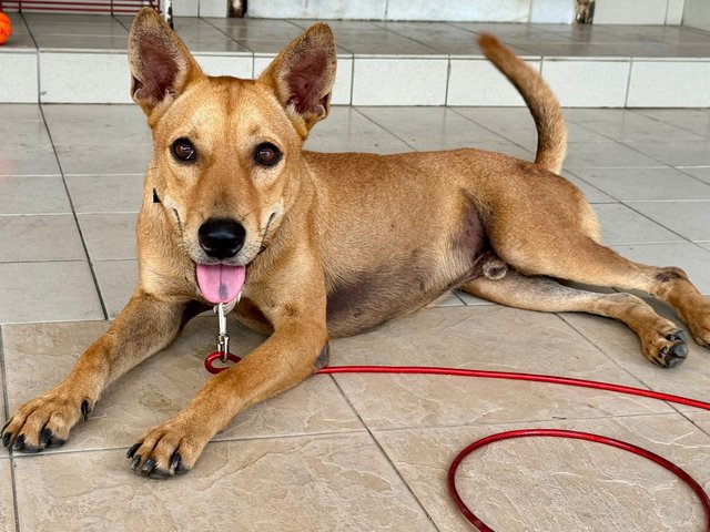 Brownie - Mixed Breed Dog