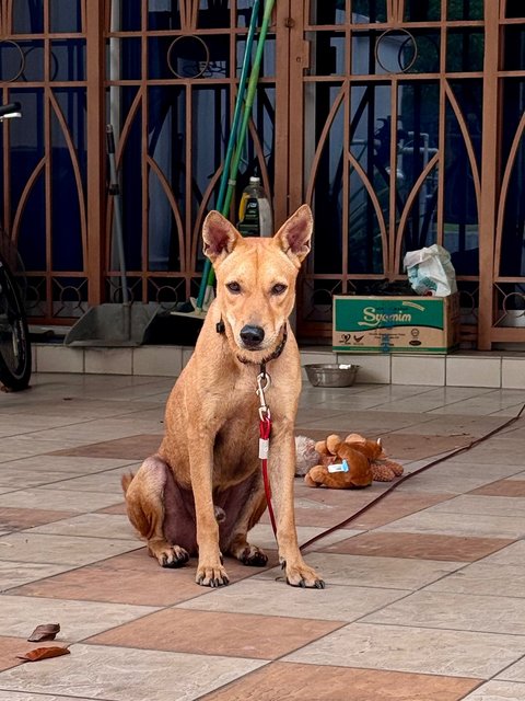 Brownie - Mixed Breed Dog