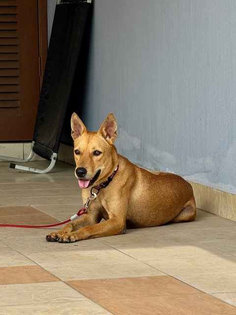 Brownie - Mixed Breed Dog