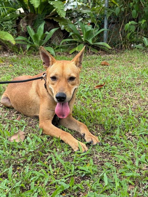 Brownie - Mixed Breed Dog