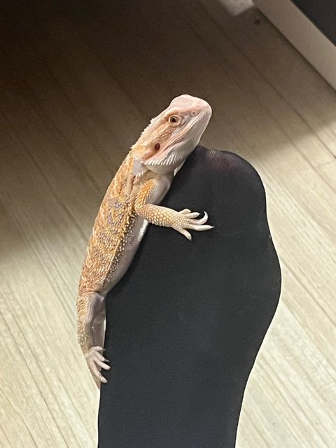 Squash  - Lizard Reptile