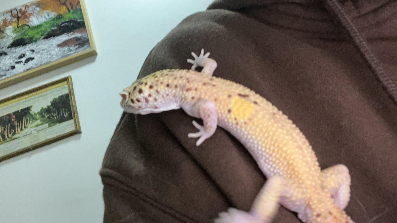 Samson - Gecko Reptile