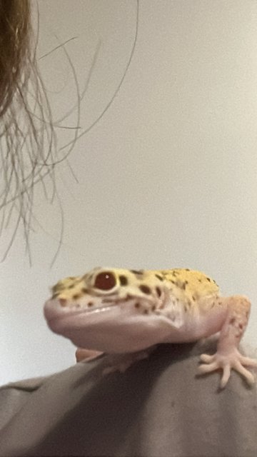 Samson - Gecko Reptile