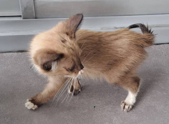 Cappuccino - Domestic Medium Hair Cat