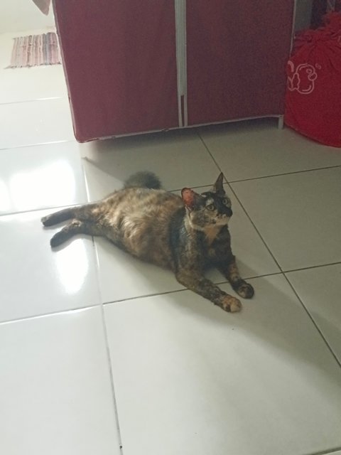 Tortie - Tortoiseshell Cat