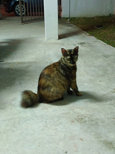 Tortie - Tortoiseshell Cat