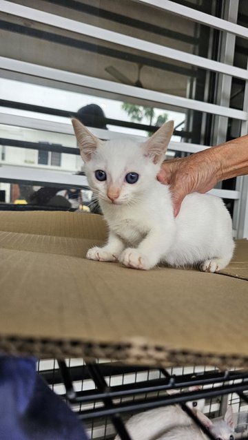 Baby &amp; Baby - Domestic Short Hair Cat