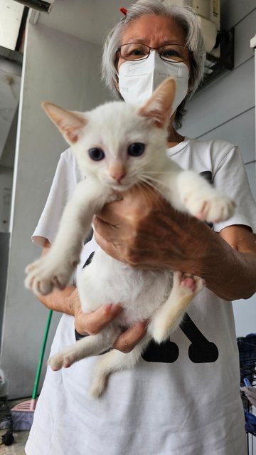 Baby &amp; Baby - Domestic Short Hair Cat