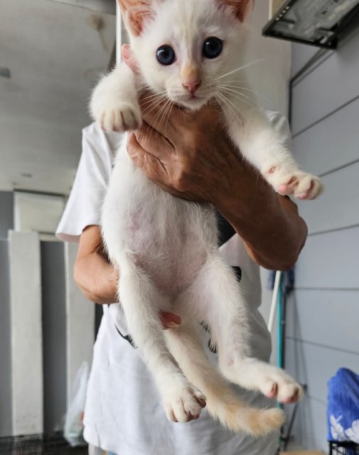 Baby &amp; Baby - Domestic Short Hair Cat