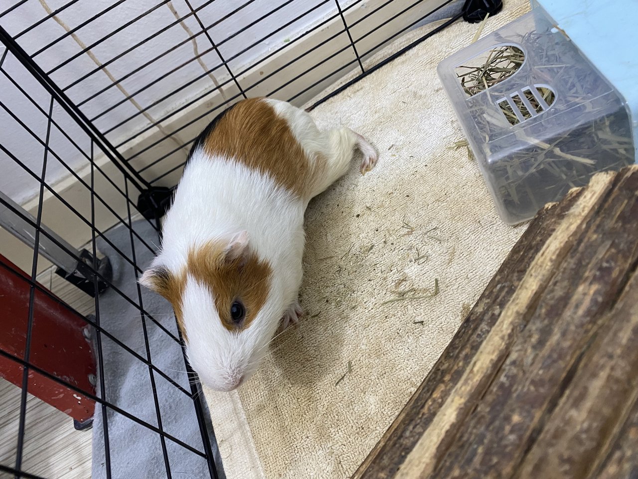 Teddy - Guinea Pig Small & Furry