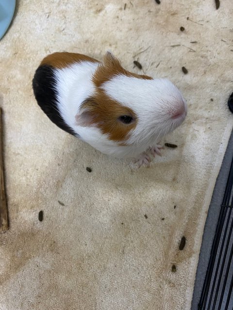 Teddy - Guinea Pig Small & Furry