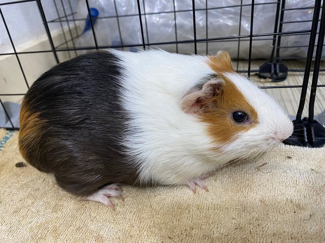 Teddy - Guinea Pig Small & Furry