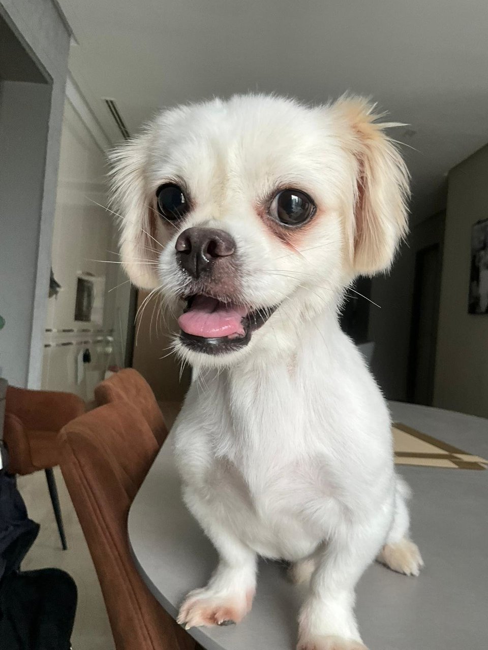 Lily - Pekingese + Maltese Dog