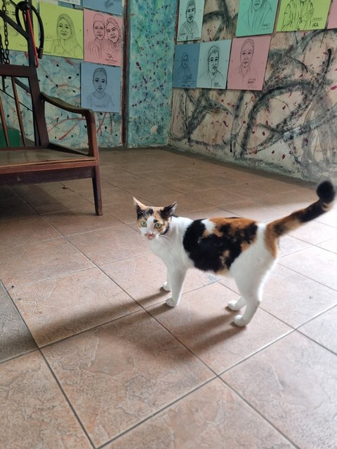 Fancy - Calico Cat