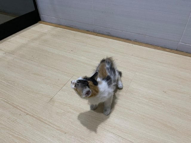 Kino - Domestic Long Hair Cat