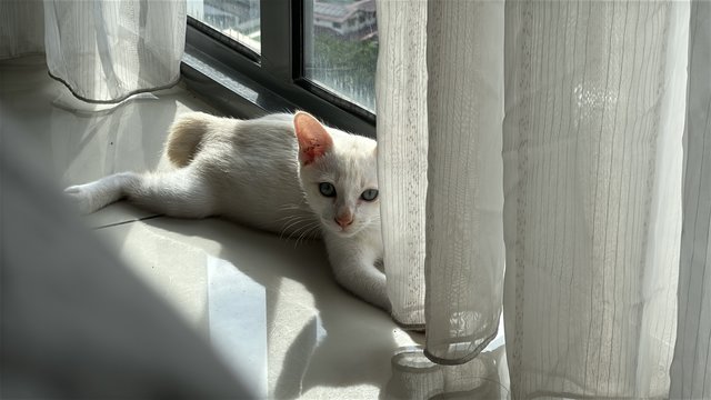 Yuki - Japanese Bobtail Cat