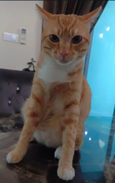 Cheeto - Domestic Short Hair Cat