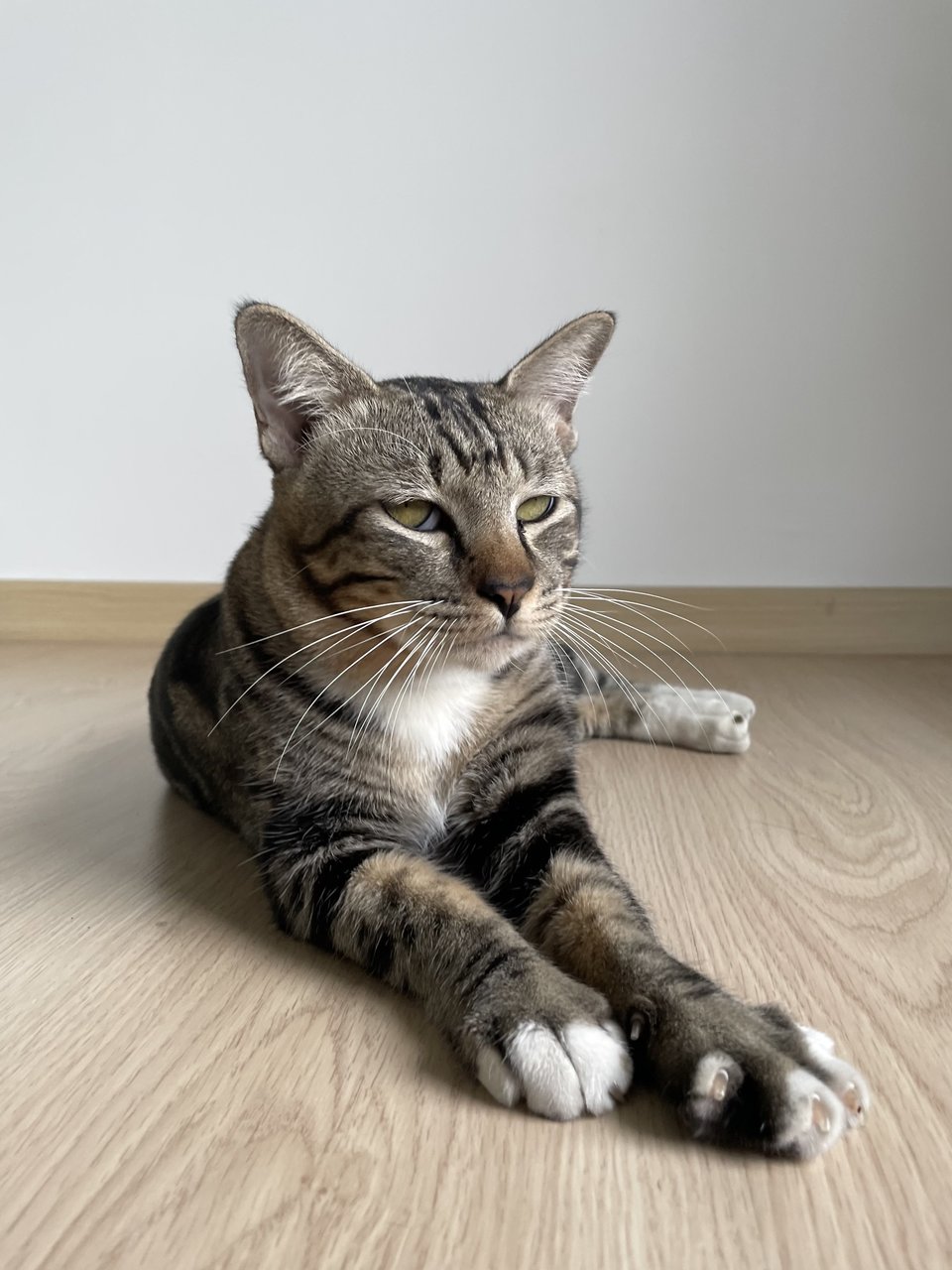 Leo - American Shorthair + Domestic Short Hair Cat