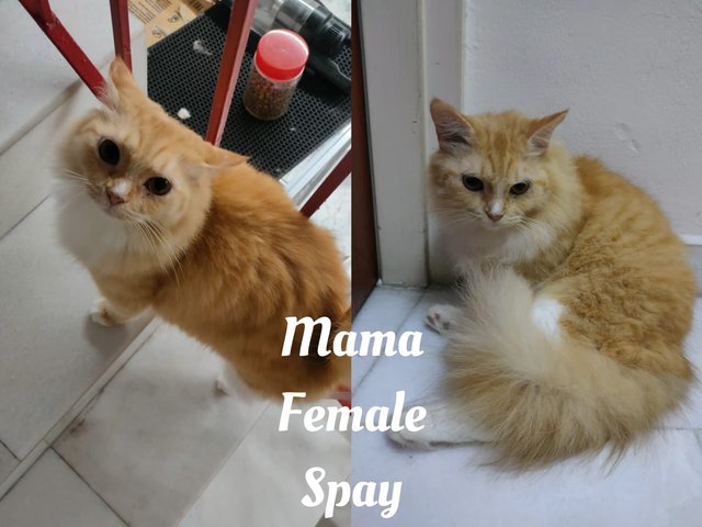 Mama - Domestic Long Hair Cat