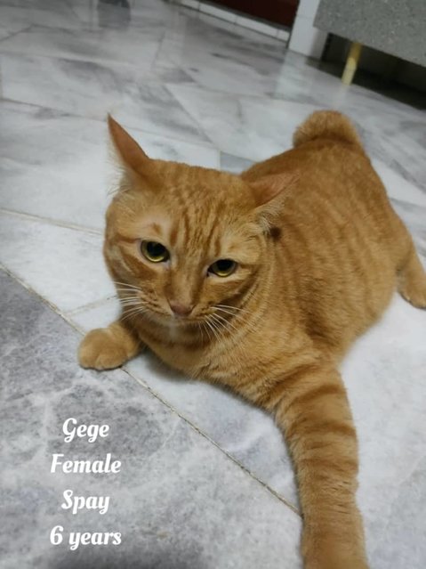 Gege, Ole, Leilei - Domestic Short Hair + Tabby Cat