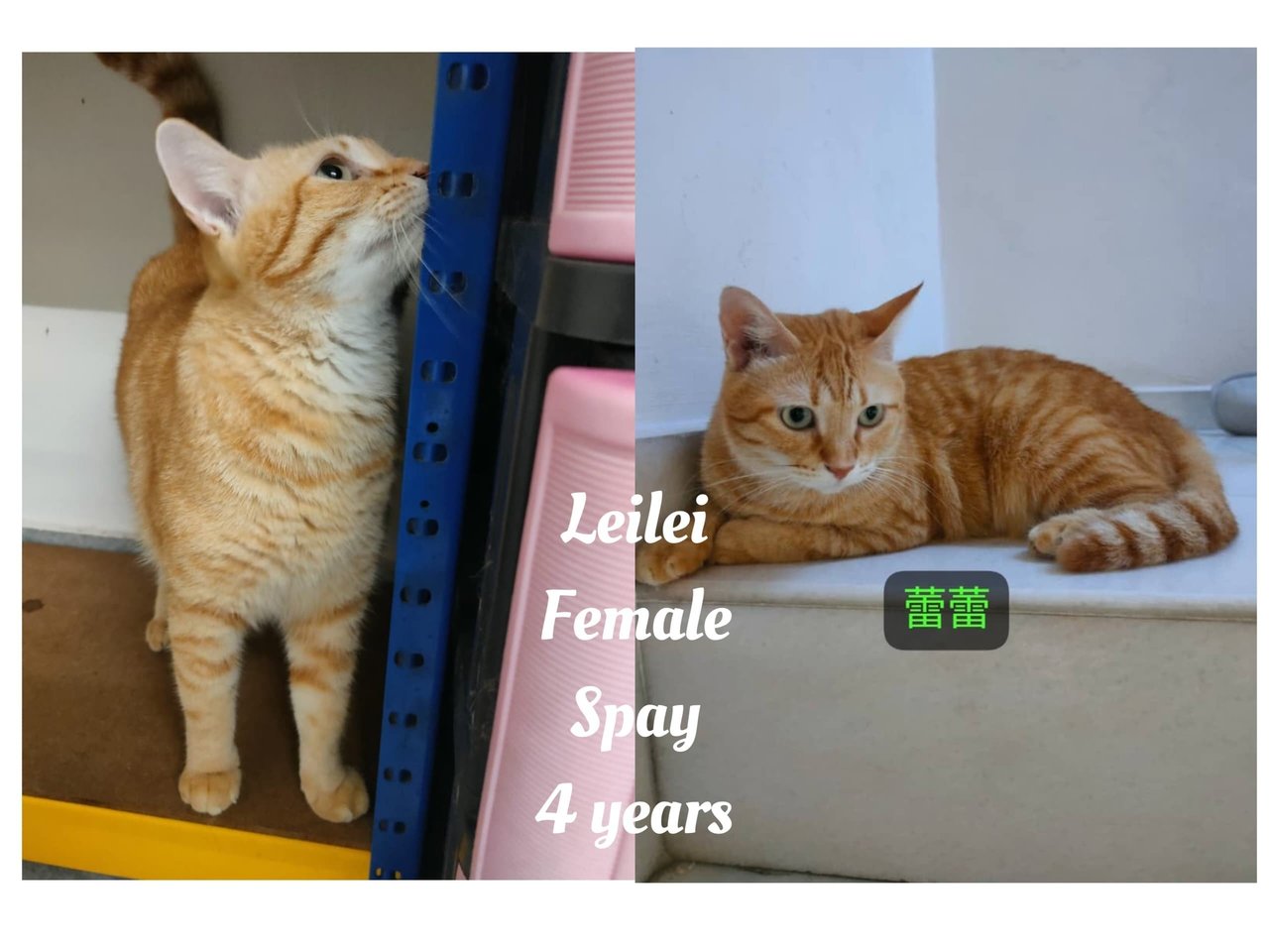 Gege, Ole, Leilei - Domestic Short Hair + Tabby Cat