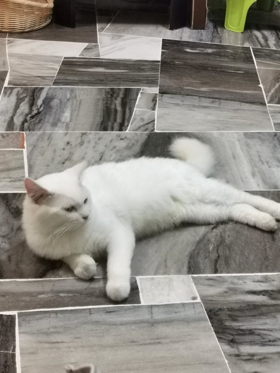 Snowhite  - Domestic Medium Hair Cat