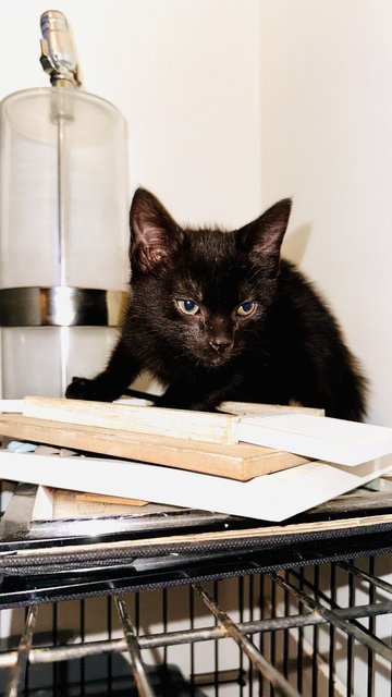 Azabache - Domestic Medium Hair Cat