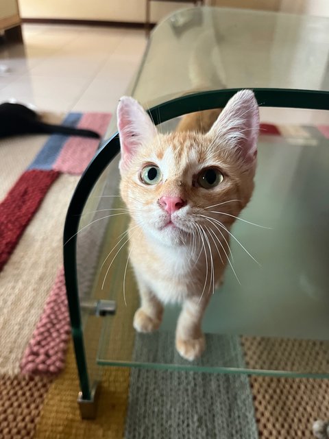 Ginger Rogers  - Domestic Short Hair Cat