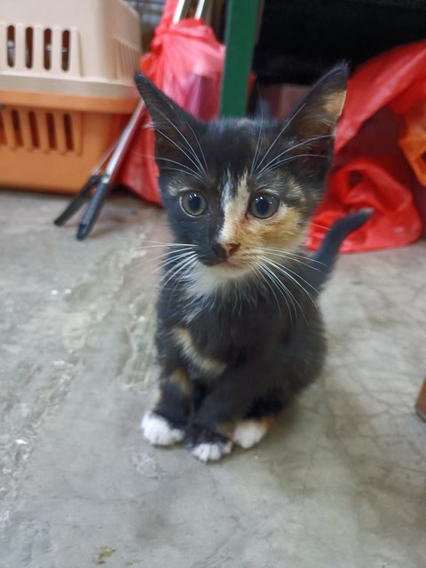 Amy - Tortoiseshell Cat