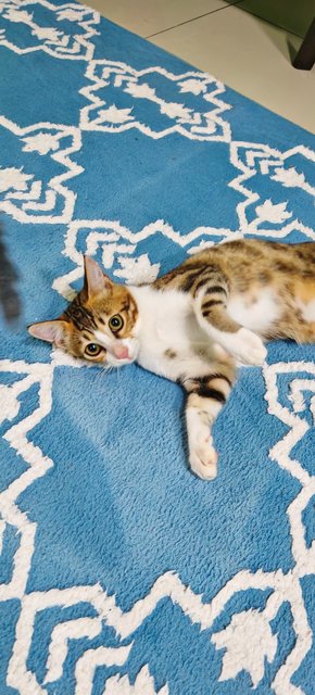 Manja &amp; Baby - Bengal + Domestic Short Hair Cat