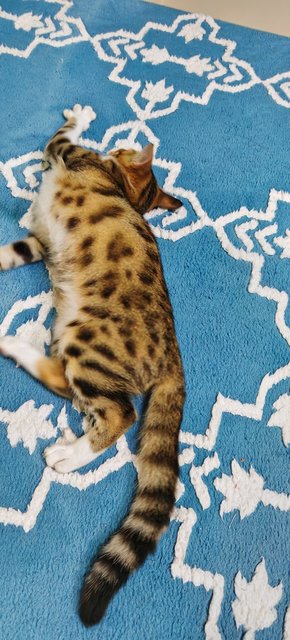 Manja &amp; Baby - Bengal + Domestic Short Hair Cat