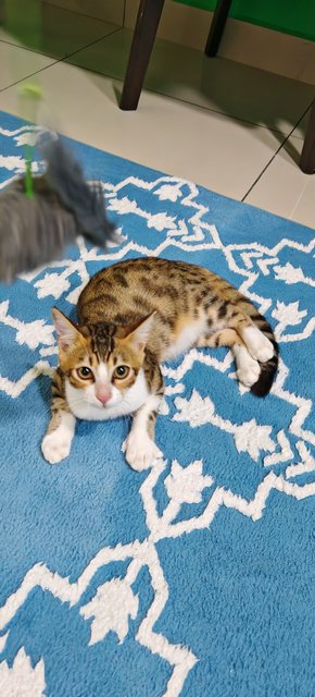 Manja &amp; Baby - Bengal + Domestic Short Hair Cat