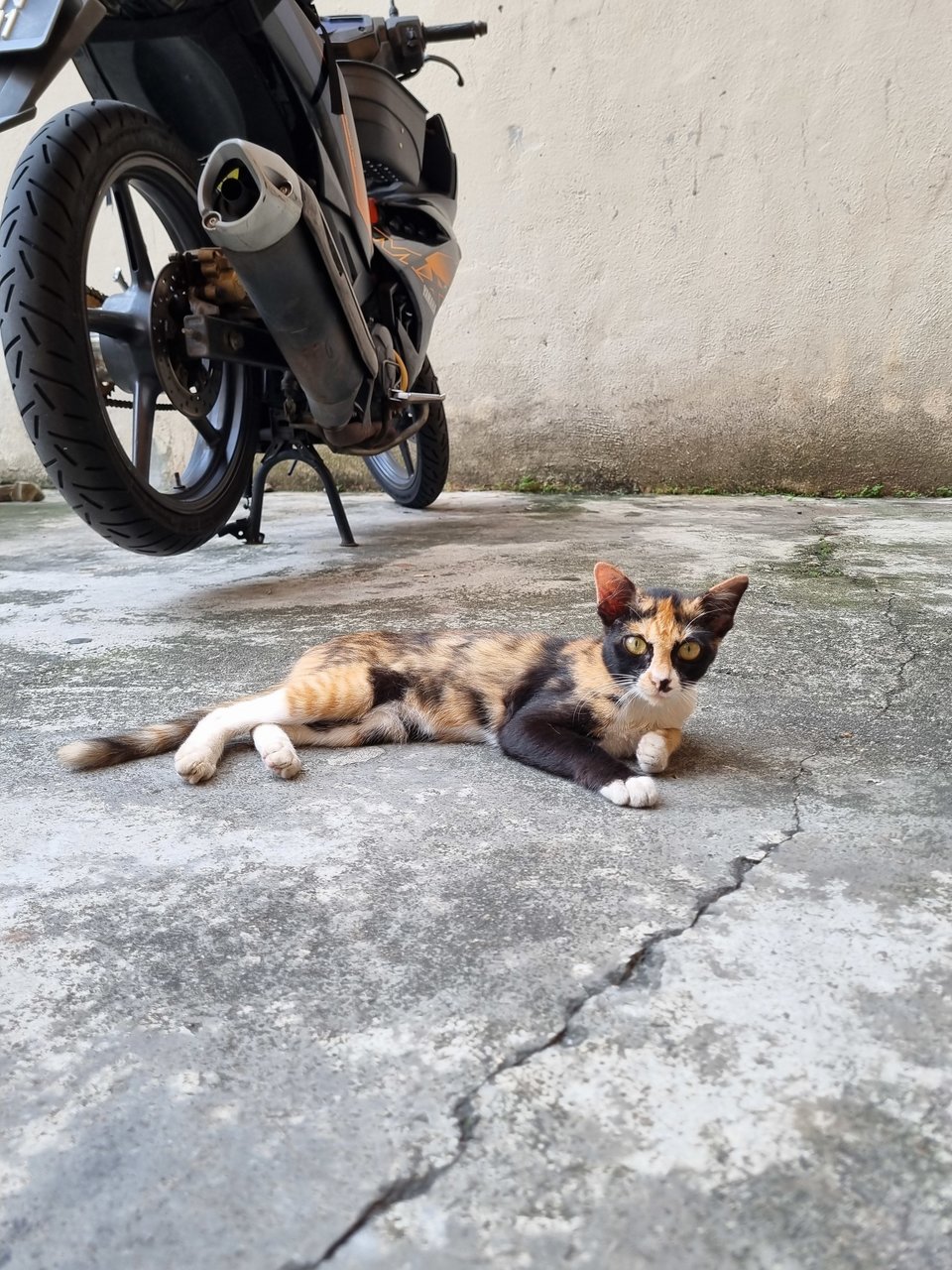 Mexy - Calico Cat