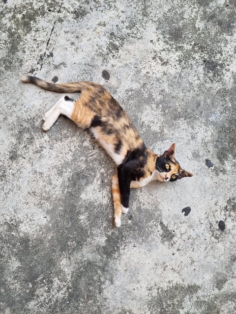 Mexy - Calico Cat