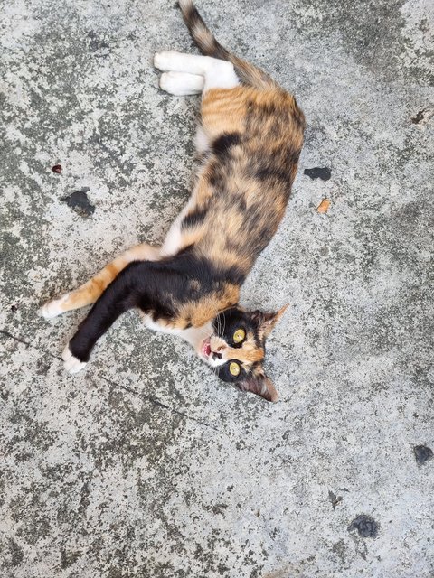 Mexy - Calico Cat