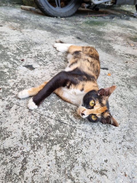 Mexy - Calico Cat