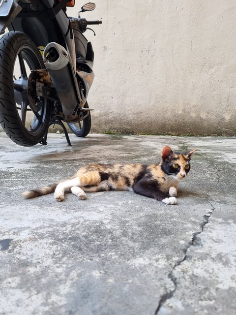 Mexy - Calico Cat