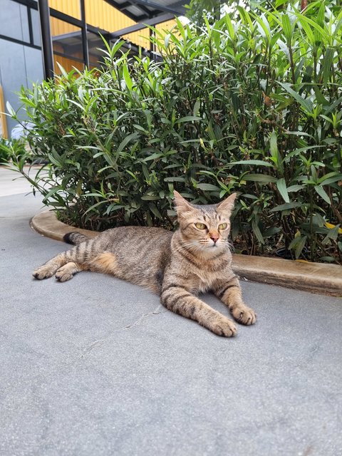 Manxi - Tabby Cat