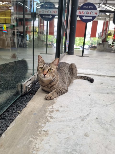 Manxi - Tabby Cat
