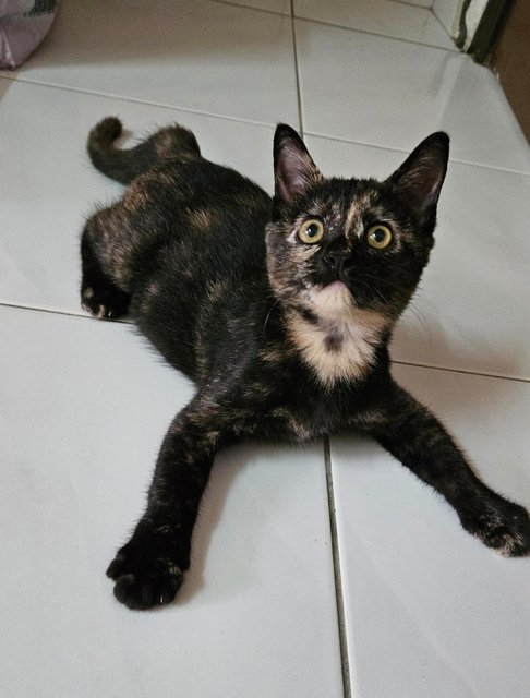 Lilibet - Domestic Short Hair Cat