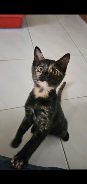 Lilibet - Domestic Short Hair Cat