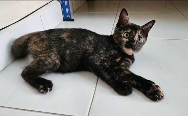 Lilibet - Domestic Short Hair Cat