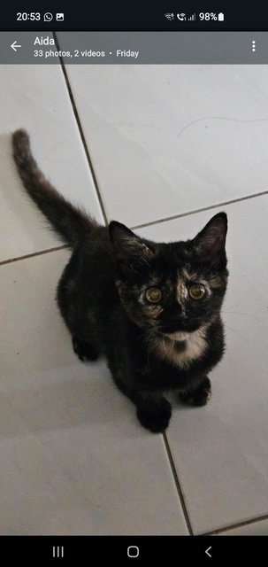 Lilibet - Domestic Short Hair Cat