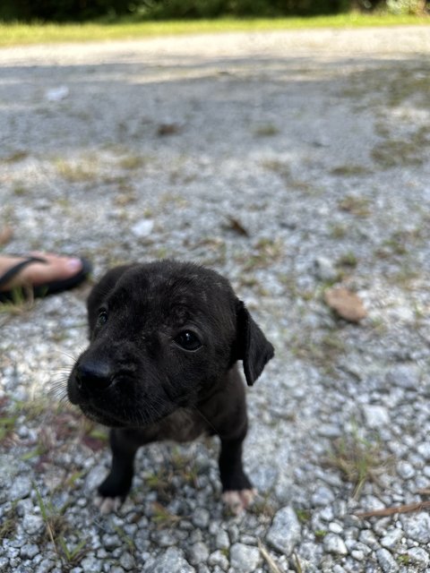 Pink - Mixed Breed Dog