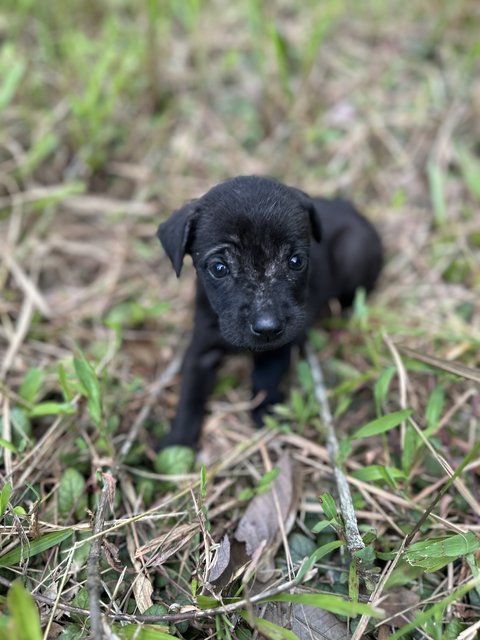 Pink - Mixed Breed Dog