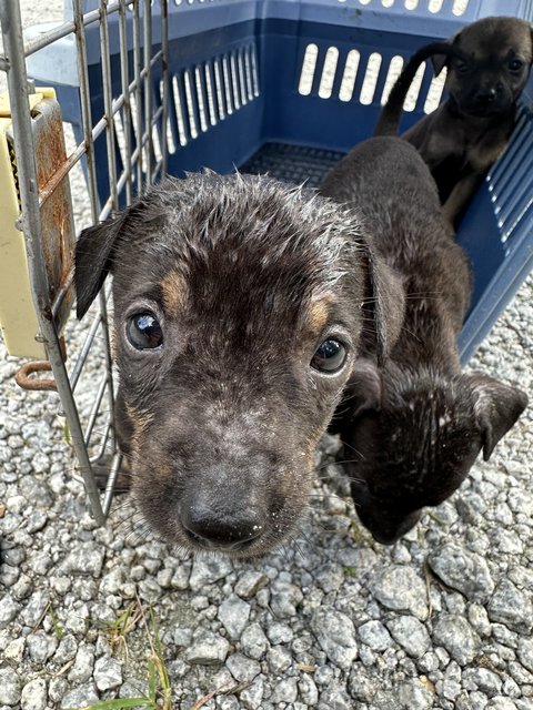 Pink - Mixed Breed Dog